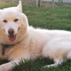 Image for article titled National Pet Day is over, but look at our good boys and girls anyway